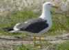 adult graellsii in May, ringed in the Netherlands. (75887 bytes)