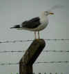 ad LBBG in Januari-April, ringed in Belgium. (78202 bytes)