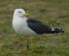 sub-adult graellsii in May, ringed in Belgium. (92730 bytes)