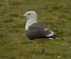 sub-adult graellsii in May, ringed in Belgium. (92730 bytes)
