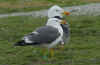 sub-adult graellsii in May, ringed in Belgium. (92730 bytes)