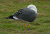 sub-adult graellsii in May, ringed in Belgium. (92730 bytes)