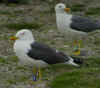adult graellsii in May, ringed in Belgium. (92730 bytes)