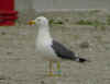 adult graellsii in May, ringed in the Netherlands. (65392 bytes)