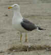 adult graellsii in May, ringed in the Netherlands. (70687 bytes)