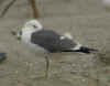adult graellsii in May, ringed in the Netherlands. (59612 bytes)