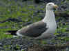 adult graellsii in May, ringed in the Netherlands. (76950 bytes)