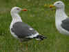 adult graellsii in May, ringed in the Netherlands. (81471 bytes)