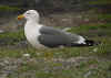 adult graellsii in May, ringed in the U.K. (82288 bytes)