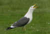 adult graellsii in May, ringed in the Netherlands. (72722 bytes)