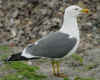 adult graellsii in May, ringed in the U.K. (89370 bytes)