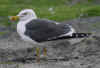 adult graellsii in May, ringed in the Netherlands. (97116 bytes)