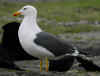 adult graellsii in May, ringed in the Netherlands. (79202 bytes)