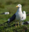 adult graellsii in May, ringed in the Netherlands. (96404 bytes)