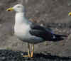 adult graellsii in May, ringed in the Netherlands. (61386 bytes)