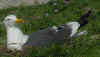 adult graellsii in May, ringed in the Netherlands. (66987 bytes)