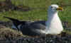 adult graellsii in May, ringed in the Netherlands. (68613 bytes)