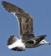 3cy LBBG graellsii in July, ringed in the Netherlands. (142178 bytes)