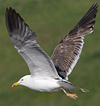 juvenile LBBG in October, ringed in Norway. (131273 bytes)