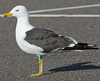 juvenile LBBG in October, ringed in Norway. (131273 bytes)