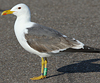 juvenile LBBG in October, ringed in Norway. (131273 bytes)