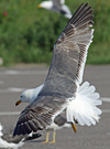 juvenile LBBG in October, ringed in Norway. (131273 bytes)