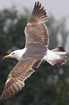 3cy graellsii LBBG in June, ringed in the Netherlands. (135385 bytes)