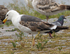 3cy graellsii LBBG in June, ringed in the Netherlands. (85566 bytes)