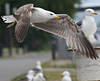 3cy graellsii LBBG in June, ringed in the Netherlands. (85566 bytes)