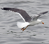 3cy graellsii LBBG in June, ringed in the Netherlands. (135385 bytes)