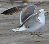 3cy graellsii LBBG in June, ringed in the Netherlands. (135385 bytes)