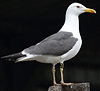 3cy graellsii LBBG in June, ringed in the Netherlands. (135385 bytes)