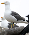 juvenile LBBG in October, ringed in Norway. (131273 bytes)