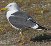 juvenile LBBG in October, ringed in Norway. (131273 bytes)