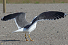 juvenile LBBG in October, ringed in Norway. (131273 bytes)