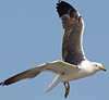 juvenile LBBG in October, ringed in Norway. (131273 bytes)