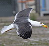juvenile LBBG in October, ringed in Norway. (131273 bytes)