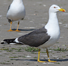 juvenile LBBG in October, ringed in Norway. (131273 bytes)