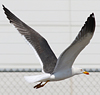 juvenile LBBG in October, ringed in Norway. (131273 bytes)