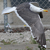 juvenile LBBG in October, ringed in Norway. (131273 bytes)