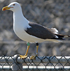 juvenile LBBG in October, ringed in Norway. (131273 bytes)