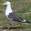 juvenile LBBG in October, ringed in Norway. (131273 bytes)