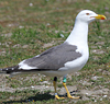 juvenile LBBG in October, ringed in Norway. (131273 bytes)