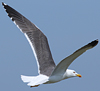 juvenile LBBG in October, ringed in Norway. (131273 bytes)