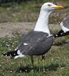 juvenile LBBG in October, ringed in Norway. (131273 bytes)