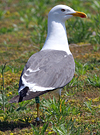 juvenile LBBG in October, ringed in Norway. (131273 bytes)