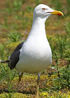 juvenile LBBG in October, ringed in Norway. (131273 bytes)