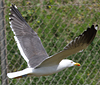 juvenile LBBG in October, ringed in Norway. (131273 bytes)
