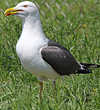 juvenile LBBG in October, ringed in Norway. (131273 bytes)