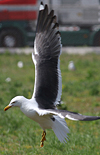 juvenile LBBG in October, ringed in Norway. (131273 bytes)
